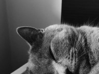 British shorthair 1,5 yaşında dişi kedimiz