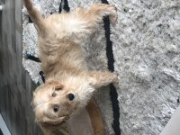 OYUNCU EĞİTİMLİ MALTİPOO
