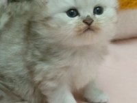 Scottish fold yavru kedimiz