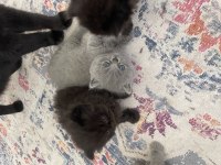 Safkan British Longhair Yavrularım