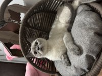 1,5 yaşında british shorthair