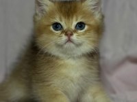 Safkan anne ve babası golden kedimiz
