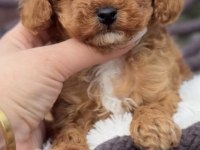 Toy Poodle Hazır Ve Rezerveye Açık Yavrular