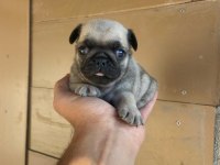 A kalite yavrular pug