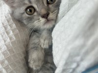 Gri Yavru Cins Kedi