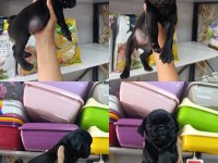 Teslime hazır 50 günlük 8 tane pug yavrular