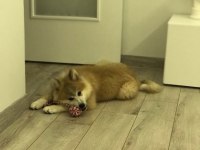Akita Inu yavrumuz yeni evini ariyor