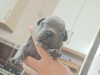 Anatomi harikası french bulldog yavrular