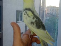 Yavru sultan papağanı