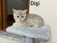 2 aylık yavru cins kedilerimiz