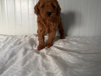 Erkek Toy Poodle Yakışıklı Mı Yakışıklı Ufaklık