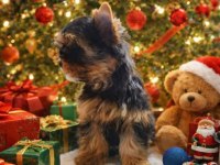 Muhteşem kaliteli yorkshire terrier yavrular