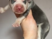 Üst kalite, nadir renkli Siberian Husky bebekler