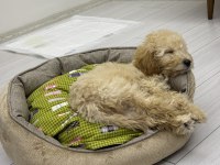 MİNİK KALPLERİN SAHİBİ OLMAYA HAZIR POODLE