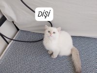 BRİTİSH PRENSESİM HAZIR