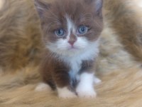 Show kalite british bicolor yavrular
