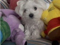 0 Numara Kore Maltese