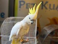 Full evcıl sülfür kakadu papağanı