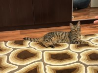 Kedimiz badem yeni evini arıyor
