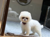 Irk ve sağlık garantili pomeranian boo bebekler