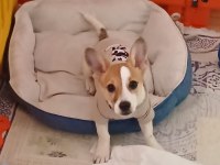 6 aylık terrier yavrumuz