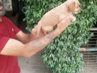 Maltipoo yavrularımız