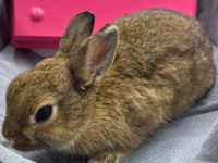 CÜCE NETHERLAND DWARF TAVŞANLARIMIZ