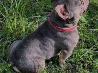 Lilac tan guad erkek french bulldog