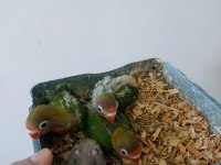 Bebek cennet papağanı