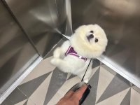 Erkek pomeranian 1 yaşında
