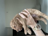 17.05.2025 doğumlu birbirinden güzel poodle yavruları