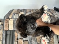 Safkan amerikan akita yavrularım