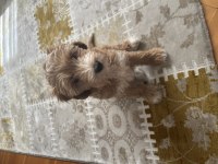3 Aylık Dişi Maya Orjinal Maltipoo