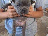 French Bulldog blue