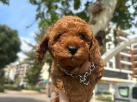 POODLE BEBEKLER