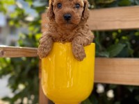Tatlılığıyla Aşık Edebilecek Minicik Bir Poodle Kalp