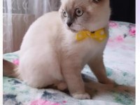 Scottish Fold 10 Aylık