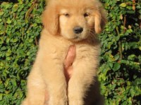 GOLDEN RETRİEVER YAVRULARI