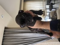 Blue ve siyah 2 aylık french bulldog yavrular