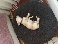 3 Aylık Erkek Deer Head Chihuahua