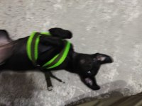 Minyatür pinscher
