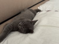 Hayatınıza Neşe Katacak British Shorthair Yavru