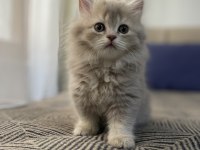 British Longhair