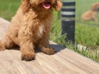 Cavapoo Yavruları Sağlık ve Irk Garantili