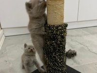 Orjinal safkan scottish fold bebekler
