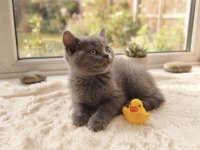 2 Aylık Erkek British Shorthair
