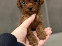 Muhteşem kore poodle yavrular