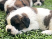 ST BERNARD SON ERKEK YAVRU