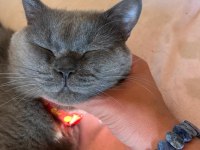 British Shorthair 19 Aylık