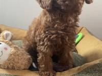 Micro Boy Toy Poodle kızımız yeni yuvasını arıyor
